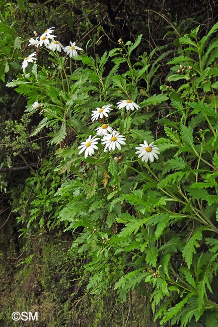 Argyranthemum pinnatifidum subsp. pinnatifidum