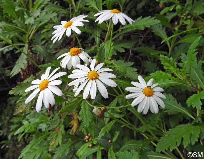 Argyranthemum pinnatifidum subsp. pinnatifidum