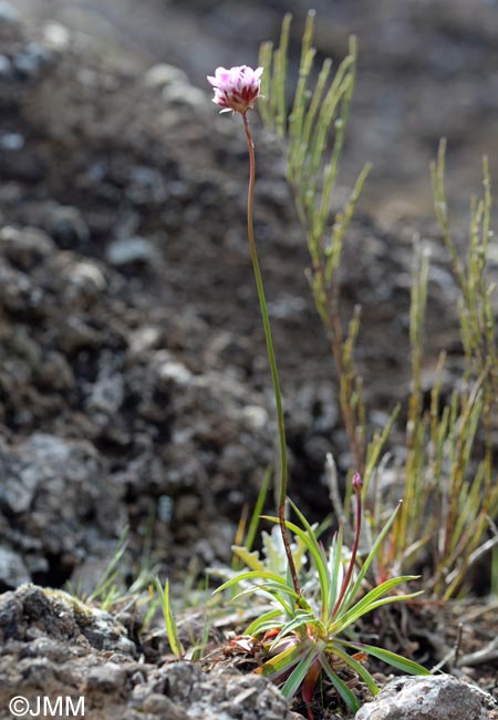 Armeria maderensis