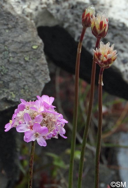 Armeria maderensis