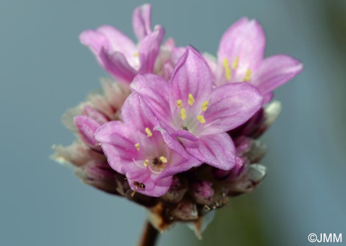 Armeria maderensis