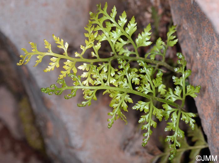 Asplenium adiantum-nigrum