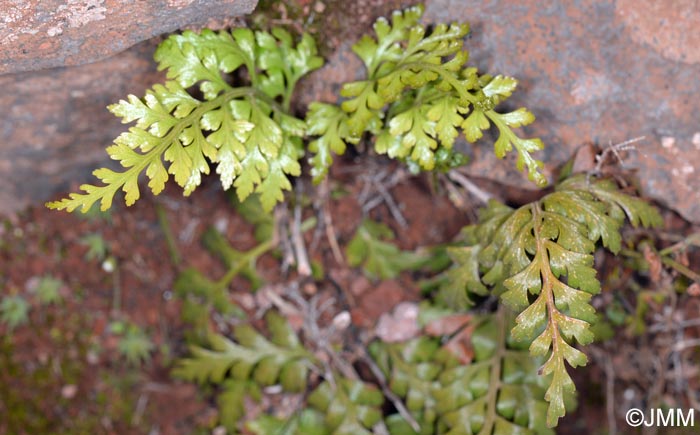 Asplenium adiantum-nigrum