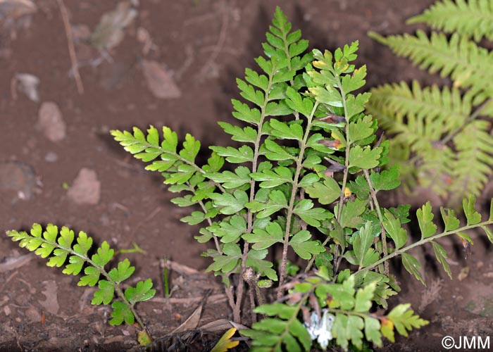 Asplenium aethiopicum subsp. braithwaitii