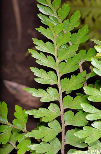 Asplenium aethiopicum subsp. braithwaitii