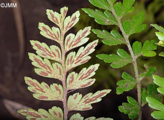 Asplenium aethiopicum subsp. braithwaitii