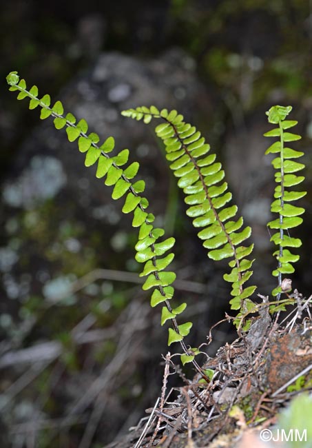 Asplenium anceps