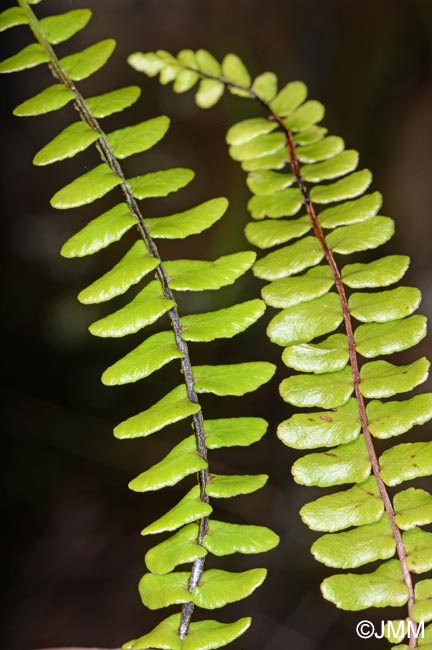 Asplenium anceps