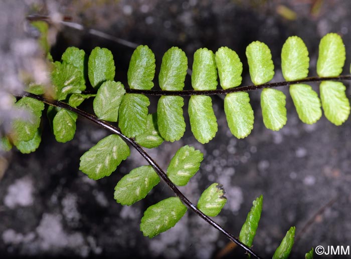 Asplenium anceps