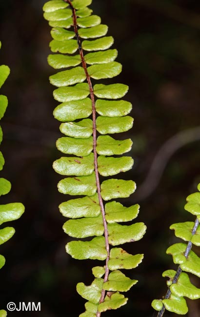 Asplenium anceps