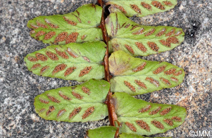 Asplenium anceps