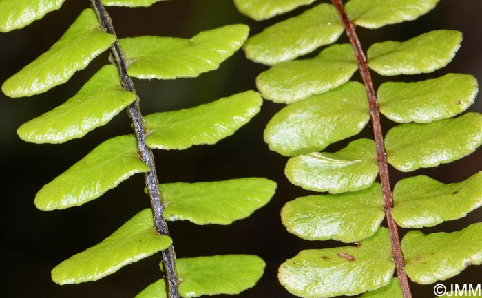 Asplenium anceps