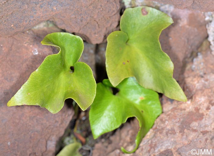 Asplenium hemionitis