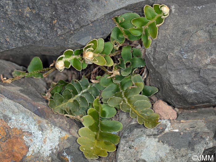 Asplenium lolegnamense