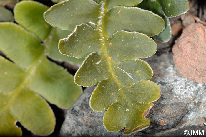 Asplenium lolegnamense