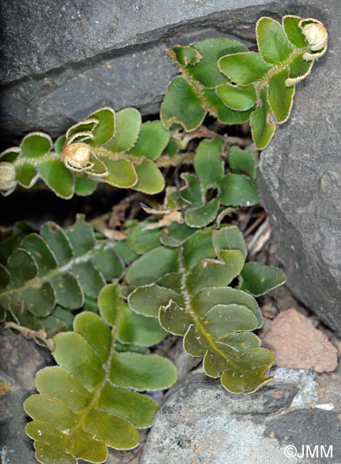 Asplenium lolegnamense