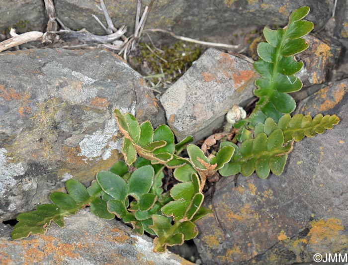 Asplenium lolegnamense