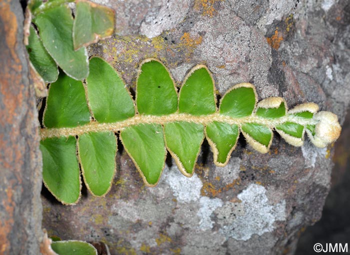 Asplenium lolegnamense