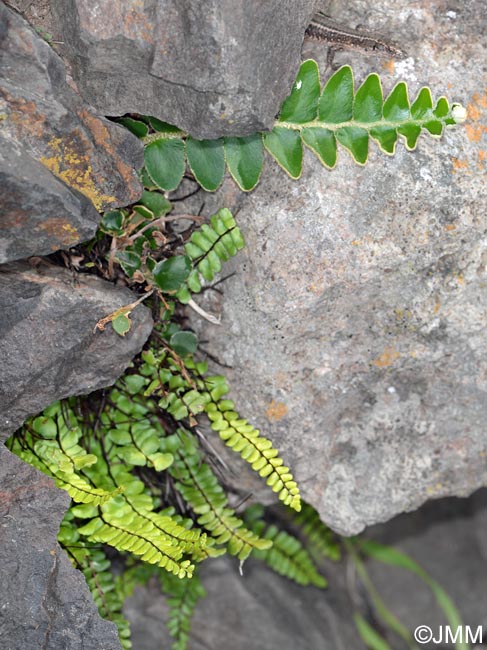 Asplenium lolegnamense & Asplenium trichomanes subsp. quadrivalens