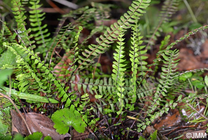 Asplenium monanthes