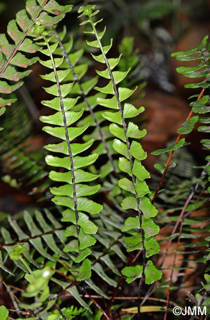 Asplenium monanthes