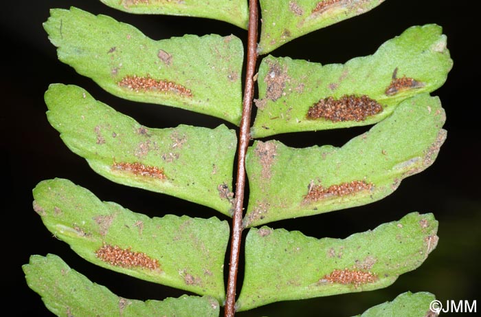 Asplenium monanthes