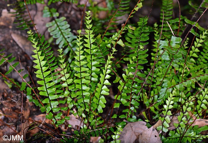 Asplenium monanthes