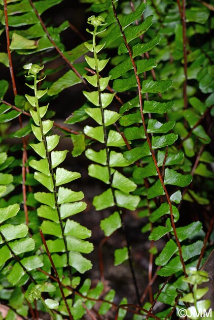 Asplenium monanthes