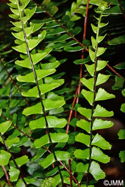 Asplenium monanthes