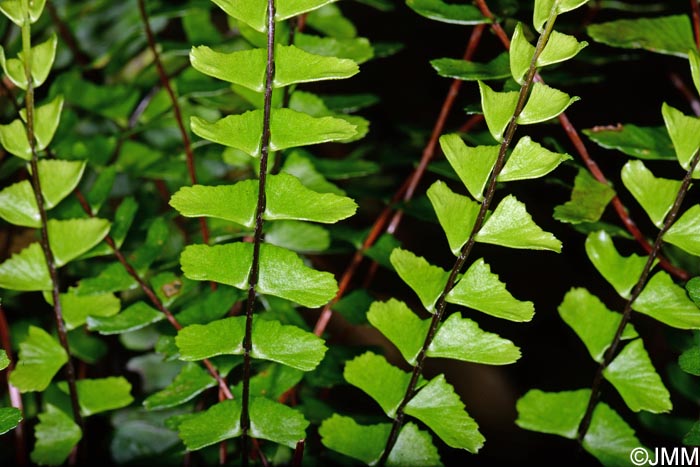 Asplenium monanthes