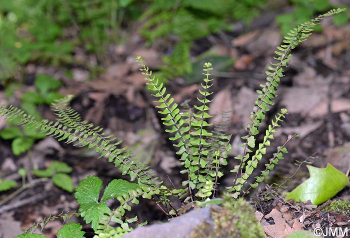 Asplenium monanthes