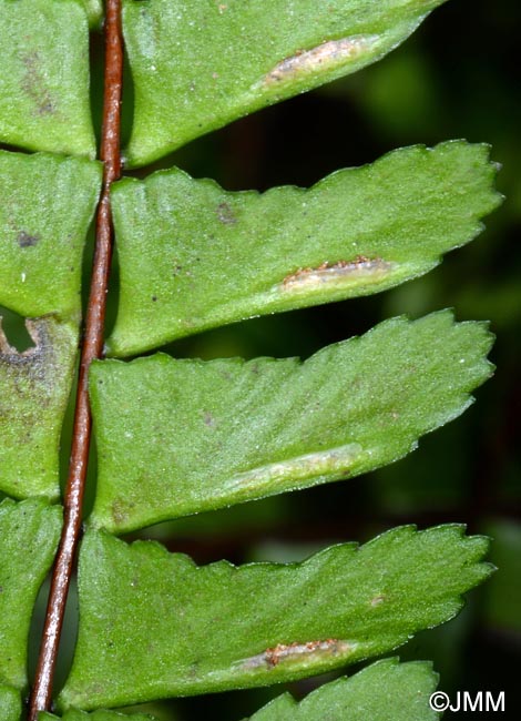 Asplenium monanthes