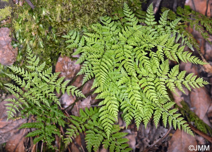 Asplenium onopteris