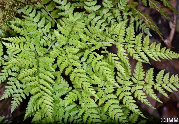 Asplenium onopteris