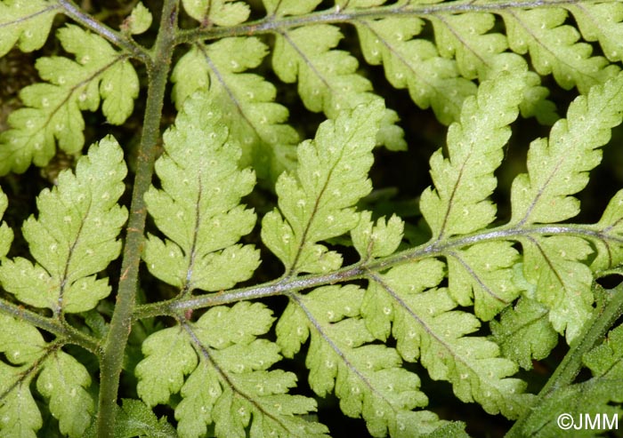 Asplenium onopteris