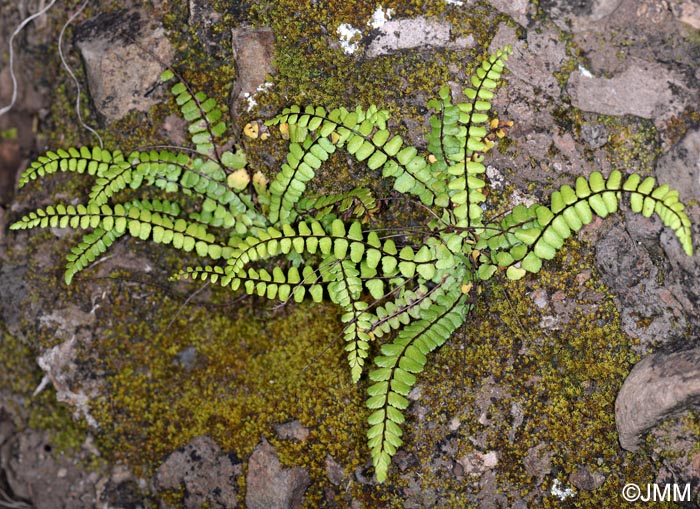 Asplenium trichomanes subsp. quadrivalens