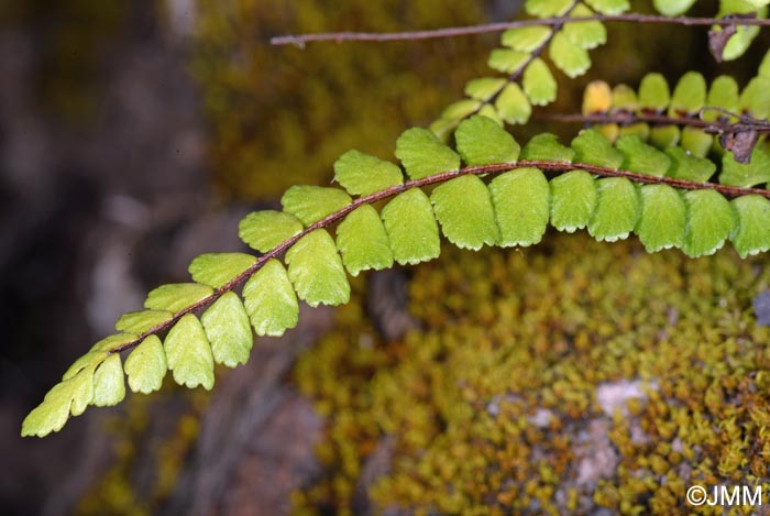 Asplenium trichomanes subsp. quadrivalens