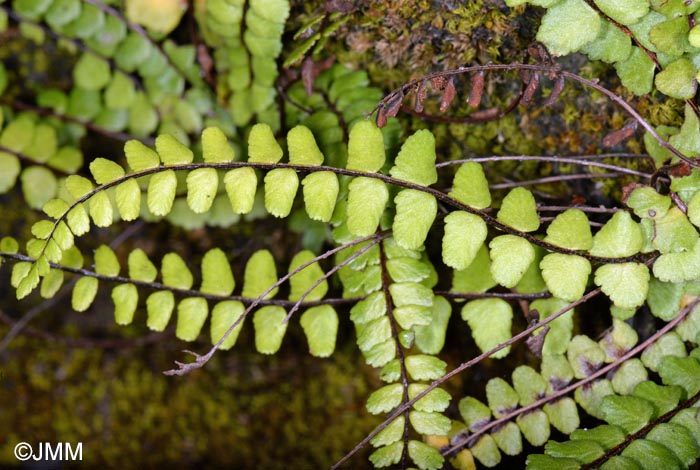 Asplenium trichomanes subsp. quadrivalens