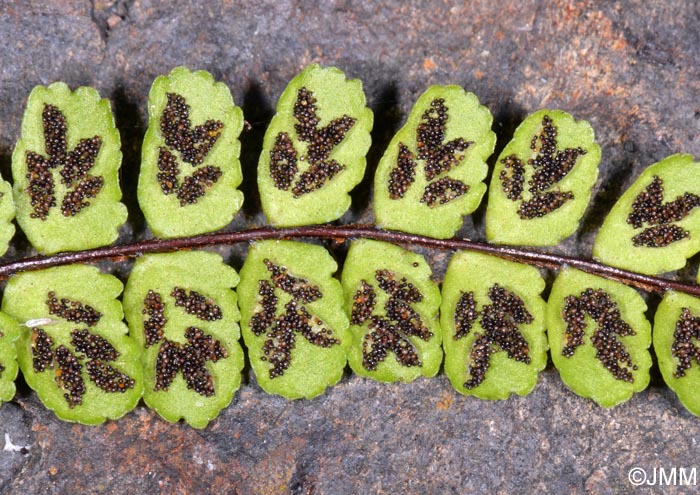 Asplenium trichomanes subsp. quadrivalens