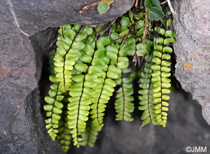 Asplenium trichomanes subsp. quadrivalens