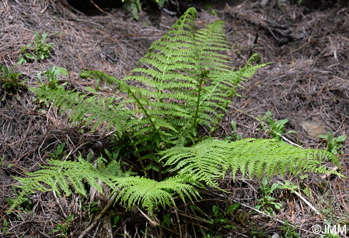 Athyrium filix-femina