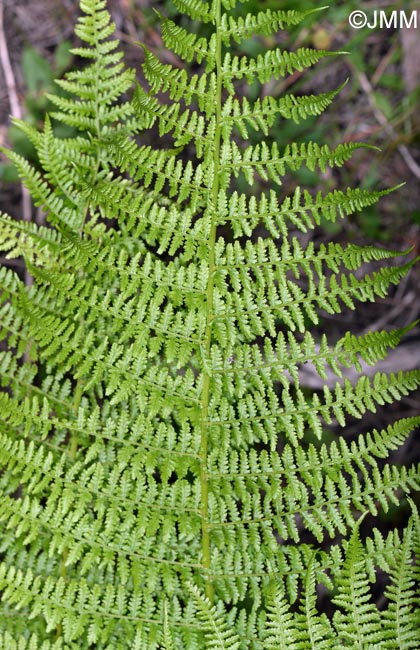 Athyrium filix-femina