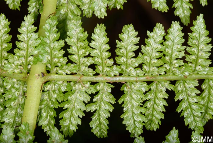 Athyrium filix-femina