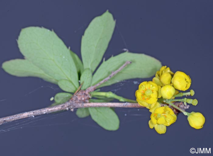 Berberis maderensis