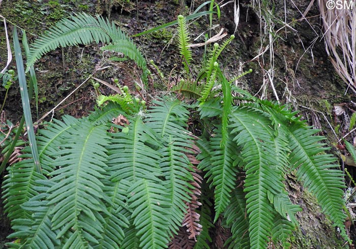 Blechnum spicant