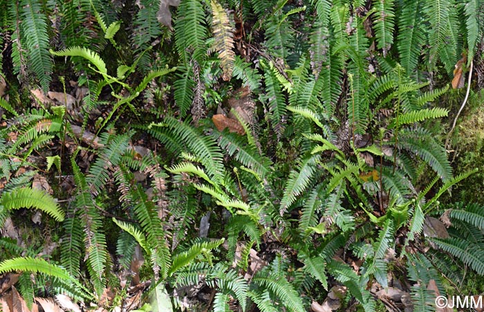 Blechnum spicant