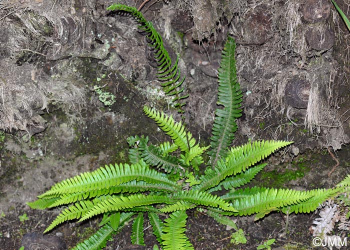 Blechnum spicant