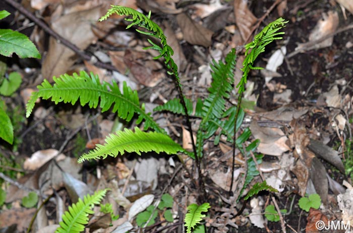 Blechnum spicant