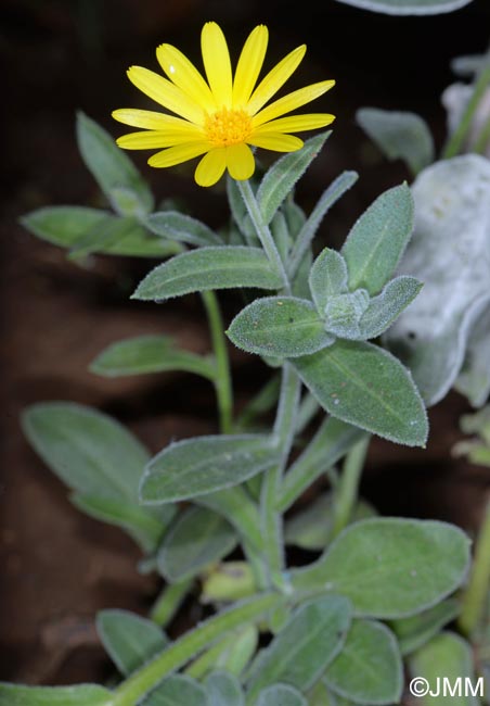 Calendula maderensis