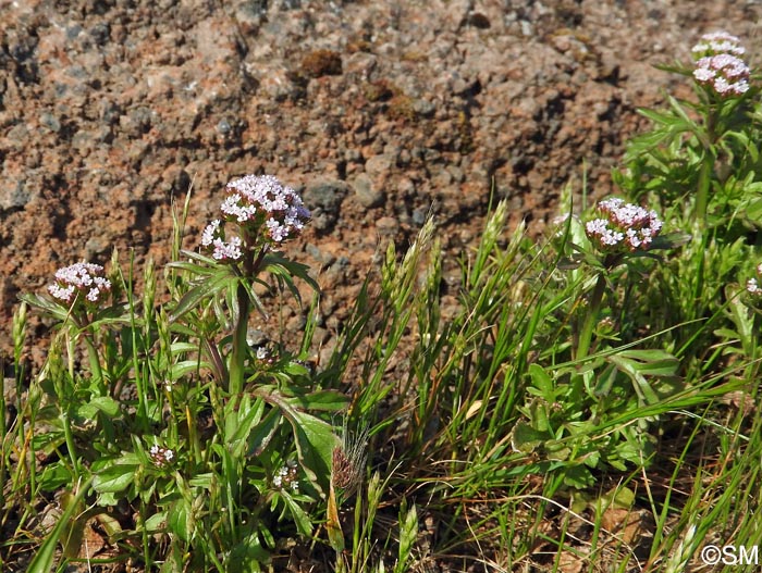 Centranthus calcitrapae